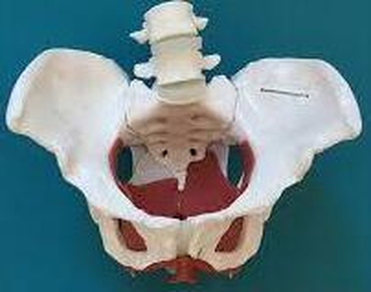 Pelvic Floor Health