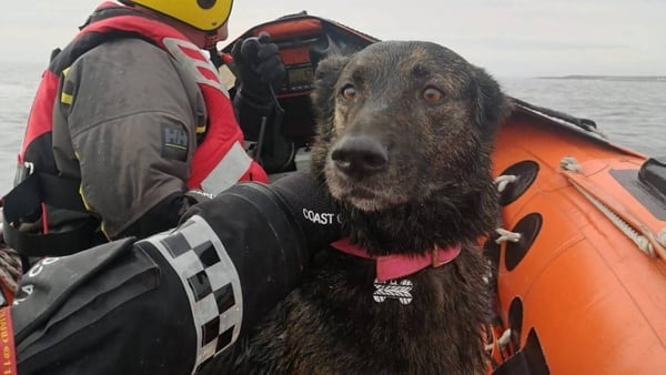 The family pet, named Bear, escaped serious injury. Pic: Doolin Coast Guard