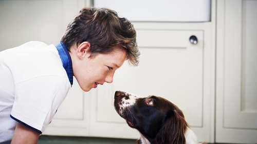On average, service dogs respond to about 120 words, whereas family pets respond to about 80 words Photo: Getty Images