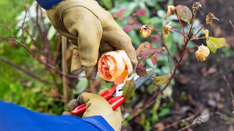 Because it's always good to get a head-start when the seasons change, says Sam Wylie-Harris.