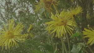 The Culture File Weekly Sept 17th: Karen Donnellan, Luke Fowler, Paddy Woodworth, WOMAD22