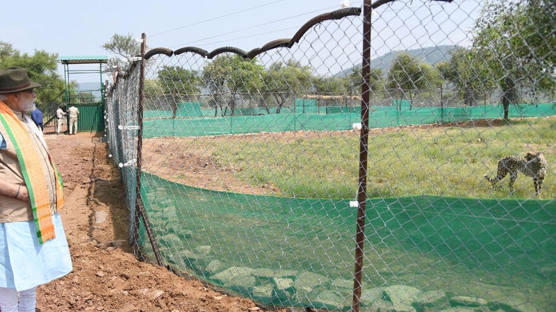 The cheetahs arrived at their final destination after a 8,000km journey from Namibia 
(Courtesy: Indian Press Information Bureau)
