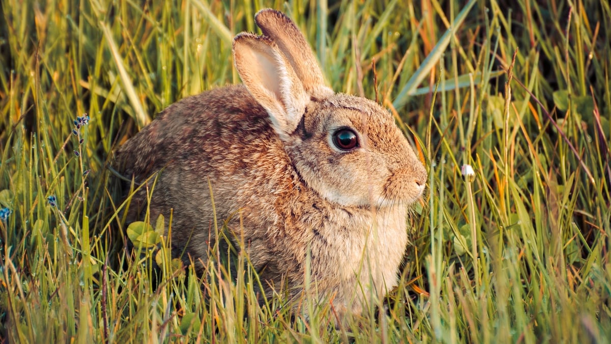 Mooney Goes Wild Monday 19 September 2022