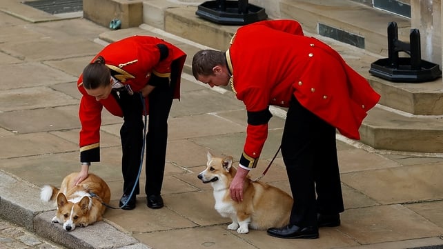 The queen's two corgis, Muick and Sandy, seen during the ceremonial procession through Windsor Castle (Peter Nicholls/PA)