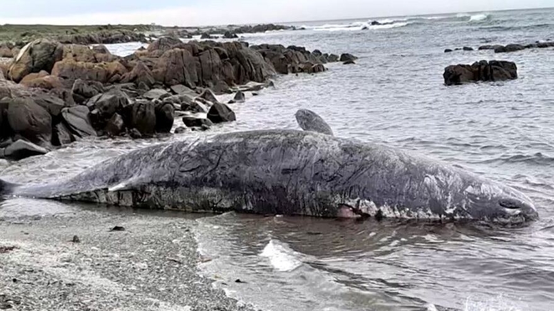 One of the sperm whales washing up on King Island in southeastern Australia