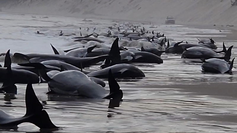 Whales are seen beached along the shoreline at Ocean Beach, Tasmania (Pic: Huon Aquaculture)