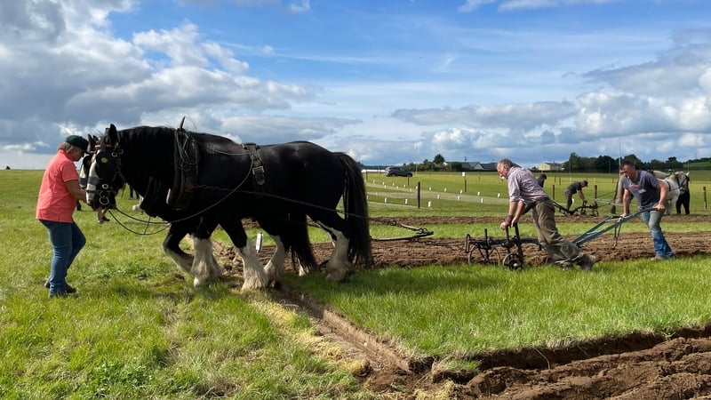 Father and son JJ and Jeremiah Delaney taking part in the Under 40 Horse Ploughing Competition, at the 2022 National Ploughing Championships in Ratheniska, Co. Laois. Photo: Eamonn Farrell/RollingNews.ie