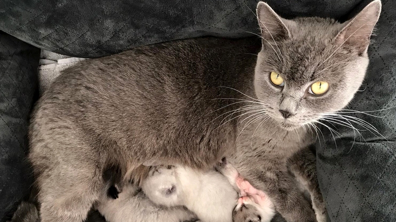 Bella, a three-year-old grey-blue British shorthair, had tucked her kittens away from the elements and under a cabinet that stores electrical equipment Photos: Press Association