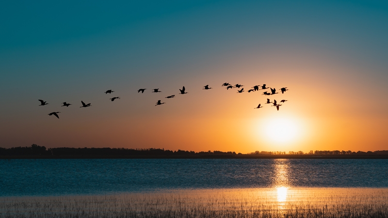 One in eight bird species are threatened with extinction, according to the report