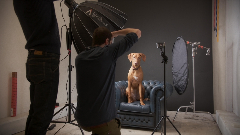 Hashtag Dogs is a new documentary that explores the bustling world of 'dogfluencers', the puppies with more followers than most of us.