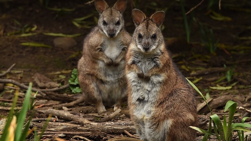 The critically endangered parma wallaby has been a victim of bushfires as well as predators in Australia (File image)