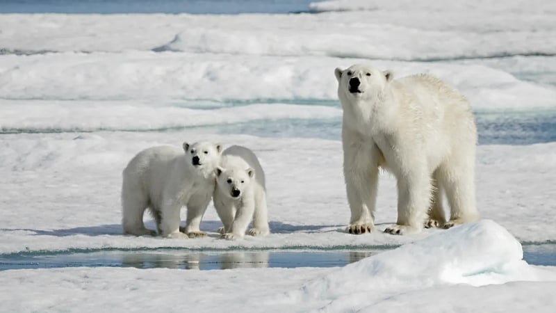 Hungry lads. Photo: Alexey Seafarer/Shutterstock
