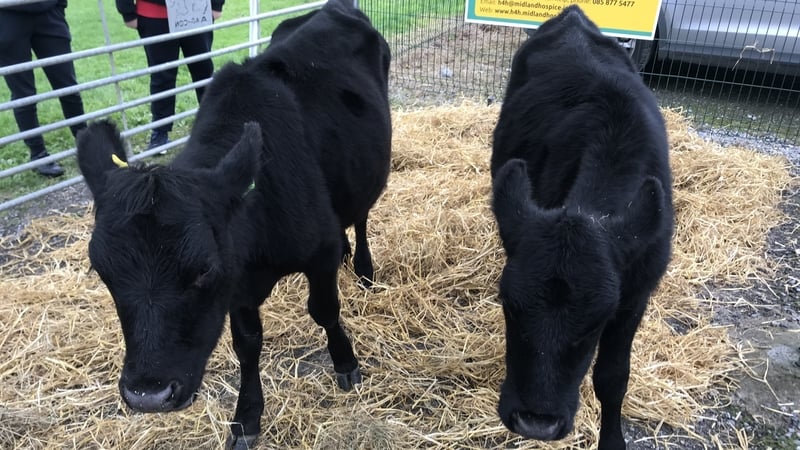 Buttercup and Oreo are being cared for by he pupils of St Francis Boys National School in Clara