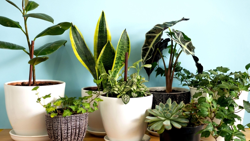 As you bring your houseplants in after summer, think about location and light, an expert advises.
