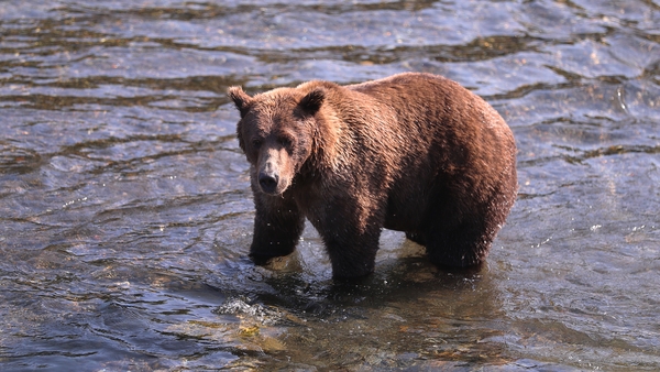 Katmai National Park in the US state of Alaska is in a region that is home to more brown bears than people (File photo)