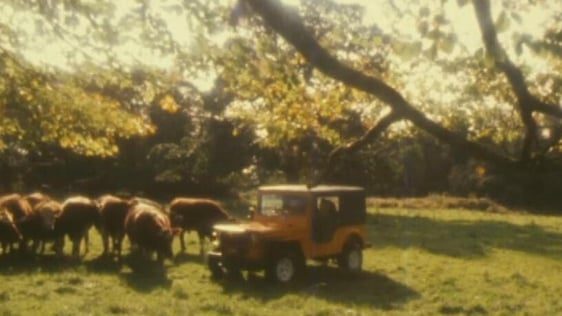 Askeaton Geep on farm, Co. Limerick (1982)