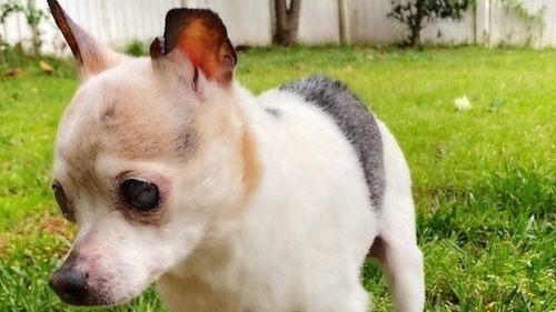 A team from Guinness World Records had determined in May 2022 that Pebbles was the world's oldest living dog (Pics: Guinness World Records)