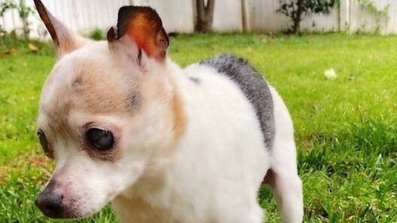 A team from Guinness World Records had determined in May 2022 that Pebbles was the world's oldest living dog (Pics: Guinness World Records)