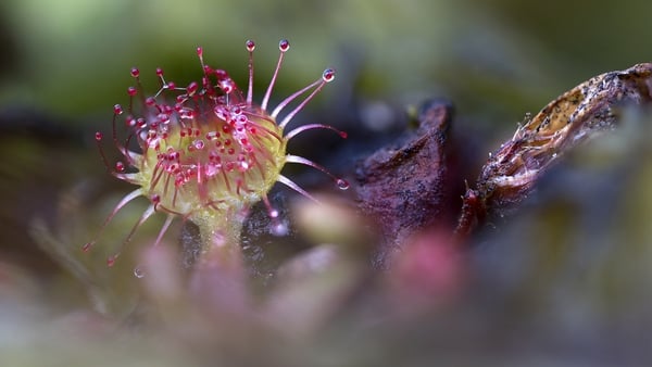 Tina Claffey specialises in macro photography, which allows her to show the minute detail in the flora and fauna of the bog. Pictured: Round Leaved Sundew by Tina Claffey