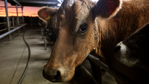 Cows being milked on a dairy farm near Cambridge in New Zealand's Waikato region