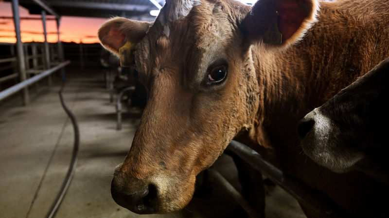 Duties on New Zealand beef - as well as other products - will be cut under the trade deal