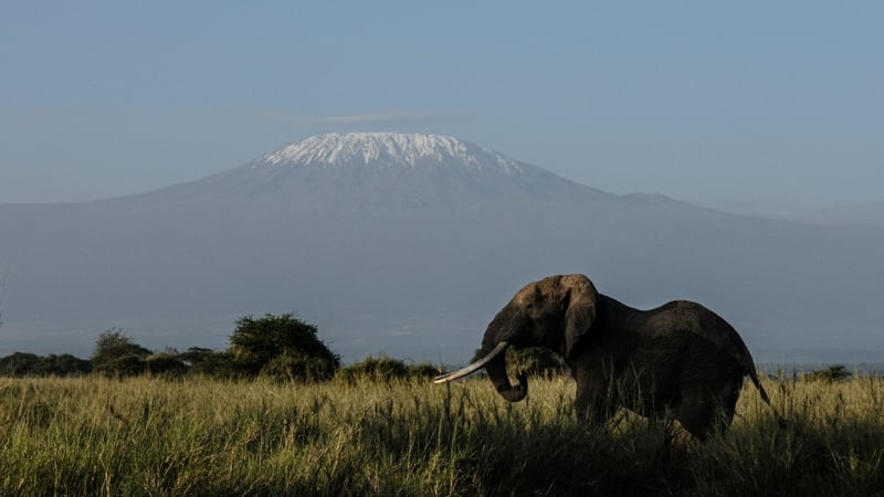 The WWF Living Planet Index shows accelerating falls across the globe