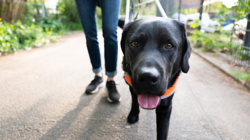 IGDB says some dogs become so stressed they can no longer work (stock image)