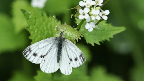 Those in 'strong decline' are the Green Veined White (pictured), Large White, Meadow Brown, Orange Tip, Ringlet, Small White and Speckled Wood