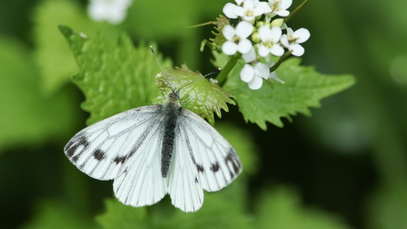 Those in 'strong decline' are the Green Veined White (pictured), Large White, Meadow Brown, Orange Tip, Ringlet, Small White and Speckled Wood