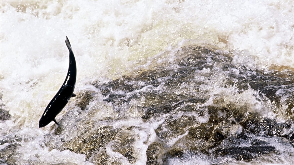 Salmon in the Liffey