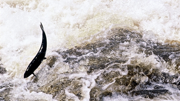A wild salmon swimming upriver to spawn