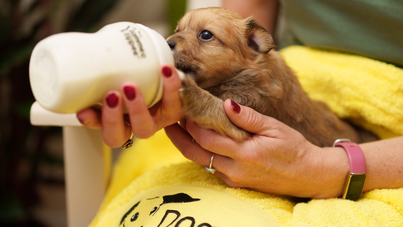 This four-week-old puppy is being hand reared by Dogs Trust Ireland staff