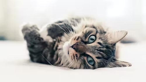 So you think you can train me? Photo: Valeri Potapova/ Shutterstock
