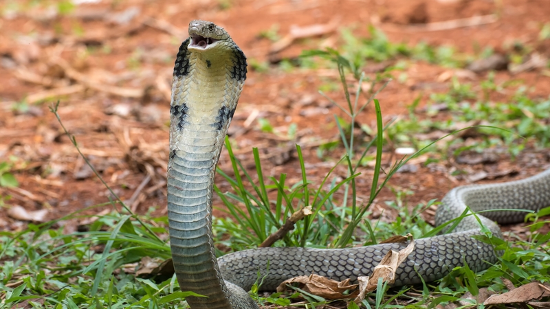 The reptile section was subsequently evacuated and has been closed until the escaped cobra is captured (file image)