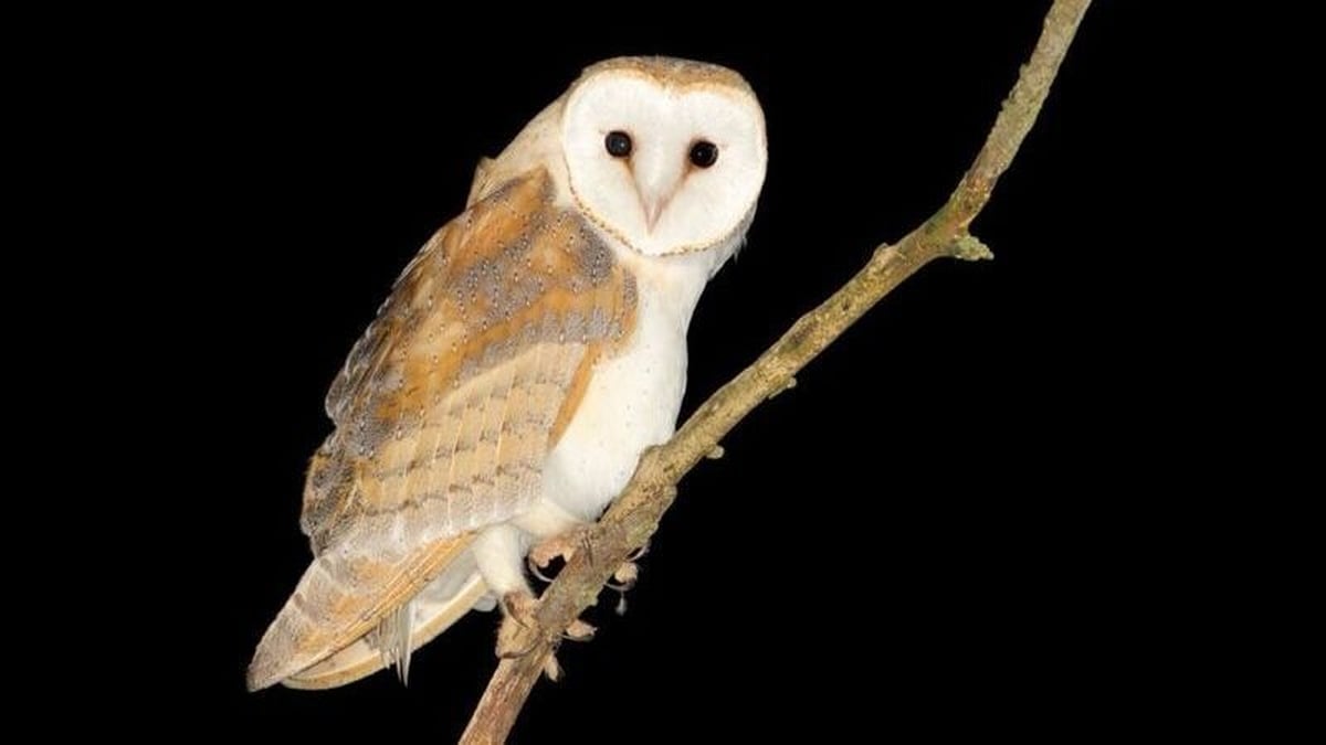 The Barn Owl