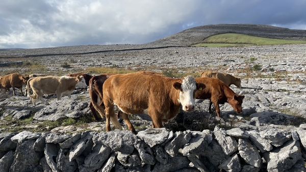 The animals are released to wander in the hills, where they forage for food all winter long