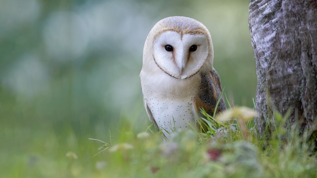 Mooney Goes Wild Monday 31 October 2022