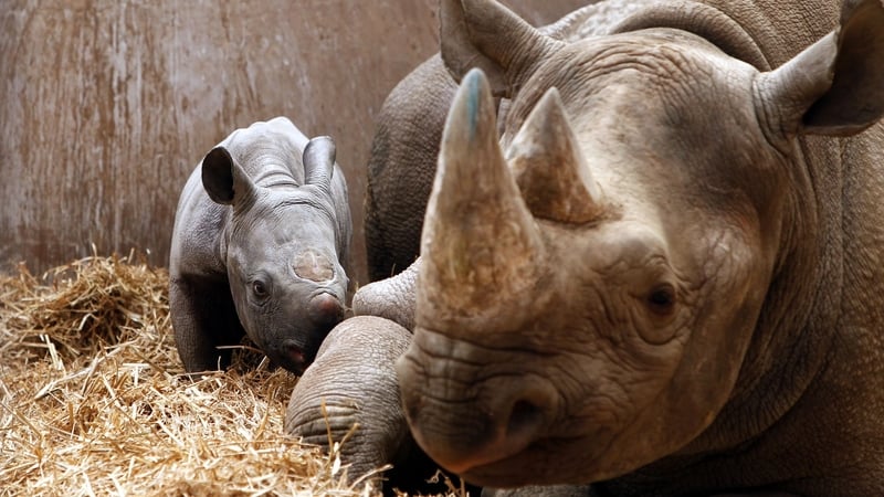 A recent study by scientists shows rhinoceros horns across all species have gradually shrunk over the past century and hunting may be the likely cause