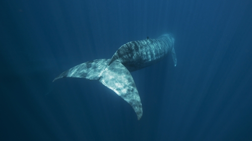 Most of the microplastics entered the whales because they were already inside their prey