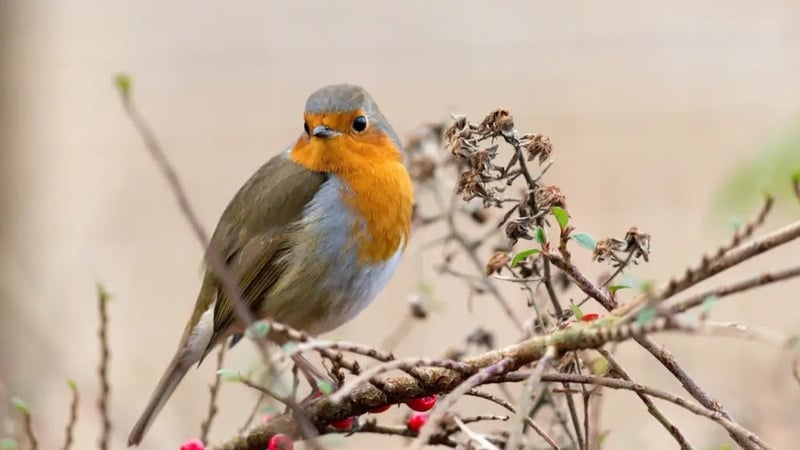 Berries, hips and even lawns all do their bit for our wildlife. By Hannah Stephenson.