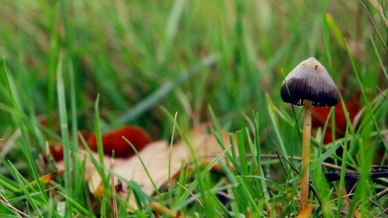 The psilocybin in the study was not derived from magic mushrooms, but instead was created in a purely chemical process