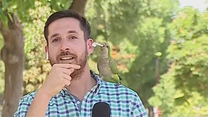 The bird flew away with the device, but later dropped it and it was retrieved