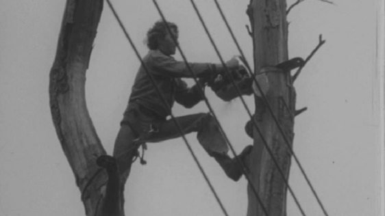 Tree Surgeon at work (1972)