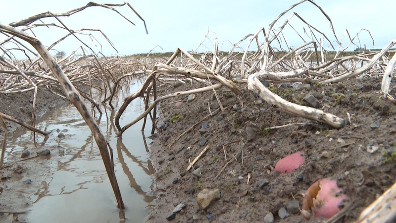 Prátaí fós gan bhaint