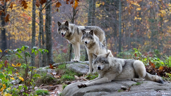 The proposal would fix into European Union law a change to lower wolves status to 'protected' from 'strictly protected'