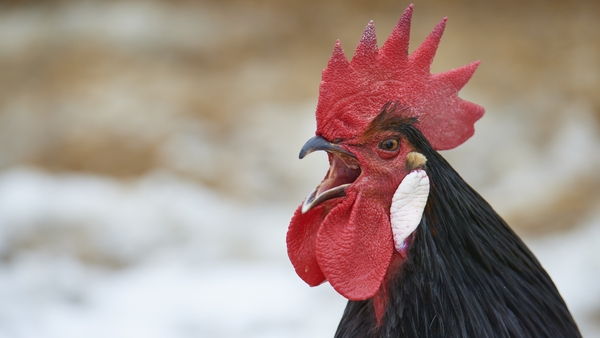 Let's Dive In: Why do animals make noises but not talk like us?