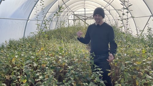Mitch Corbett checks native trees grown in the Hometree nursery in Ennistymon