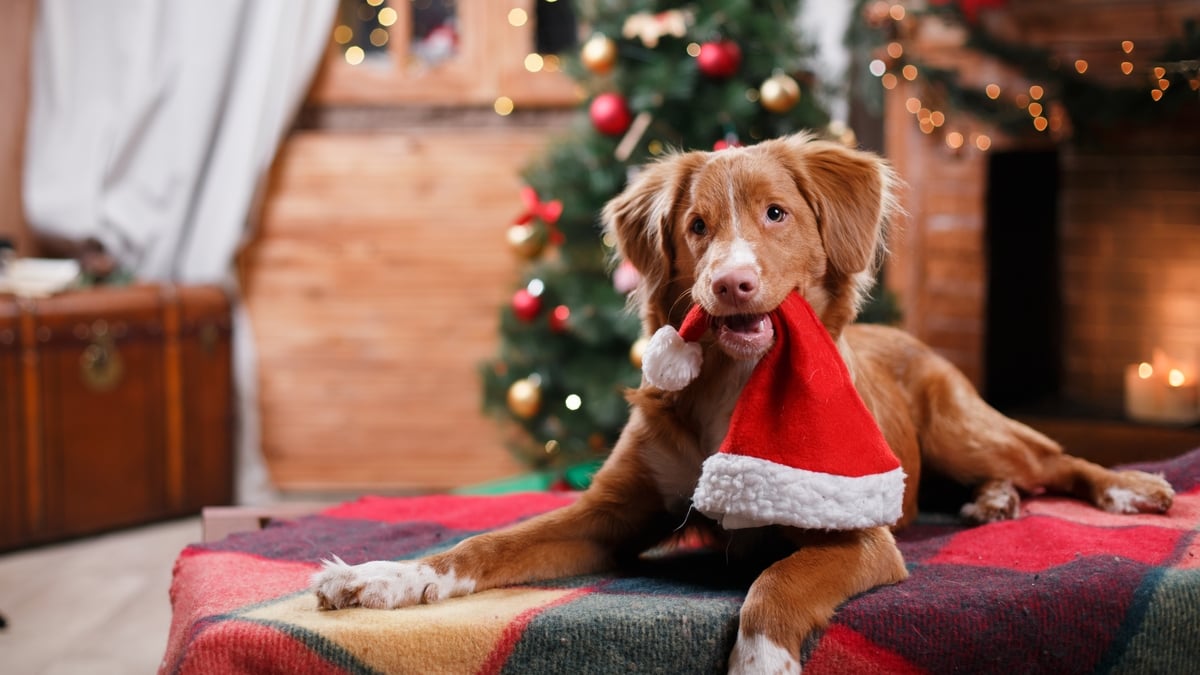 Is it right to dress up your dog for Christmas?