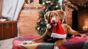 Is it right to dress up your dog for Christmas? show image