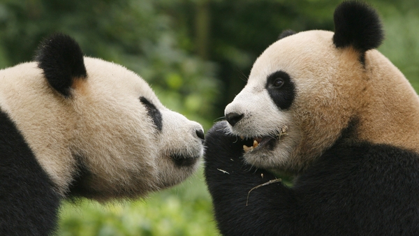 Tuan Tuan (R) and Yuan Yuan, the two giant pandas which were sent to Taiwan in 2008